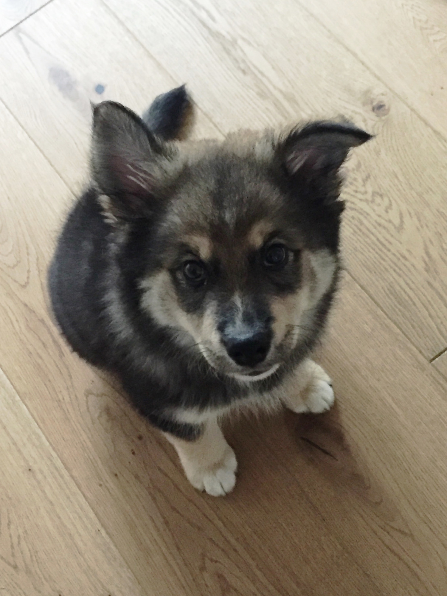 Inden du køber hund