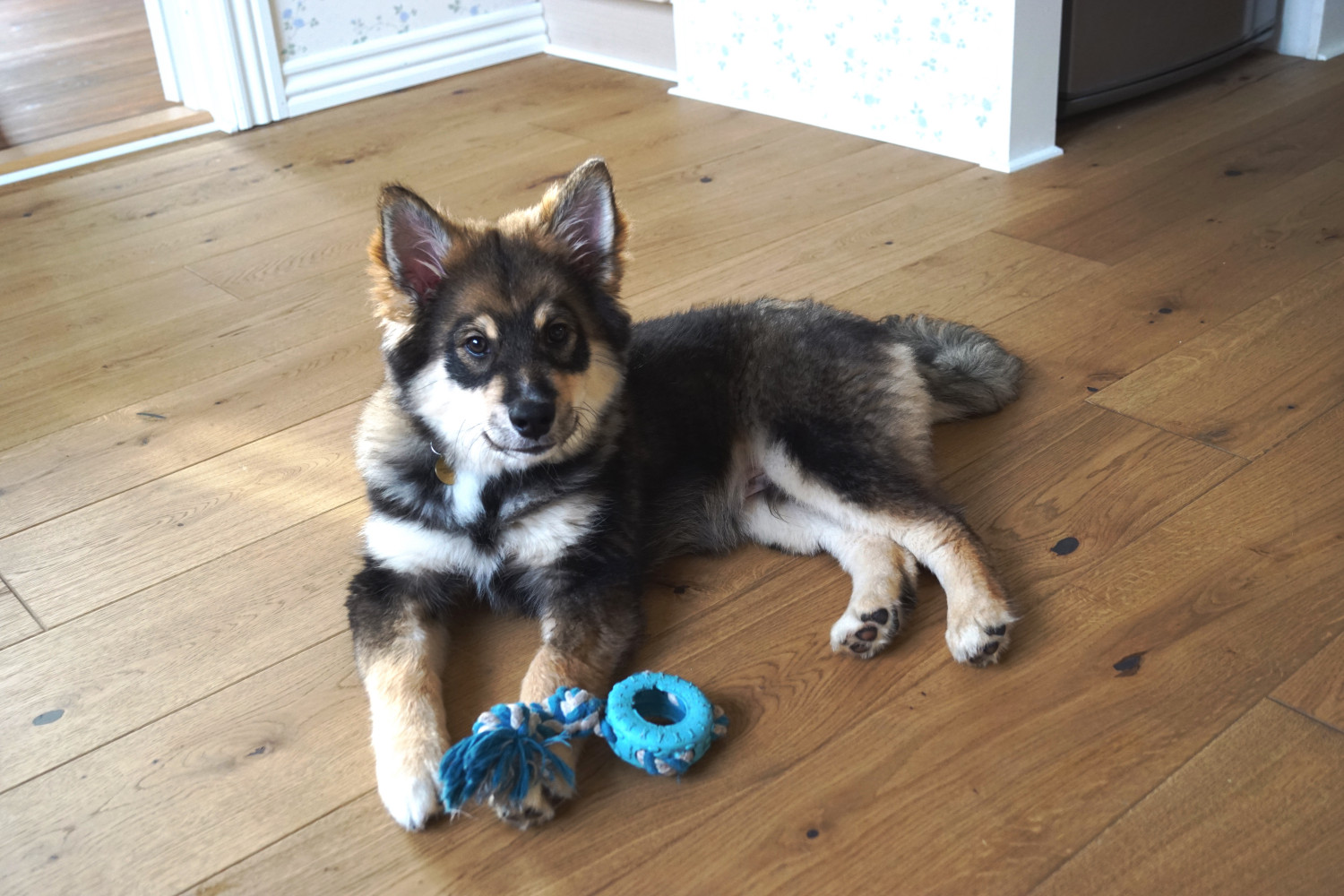 10 gode råd: Den første tid med hvalpen