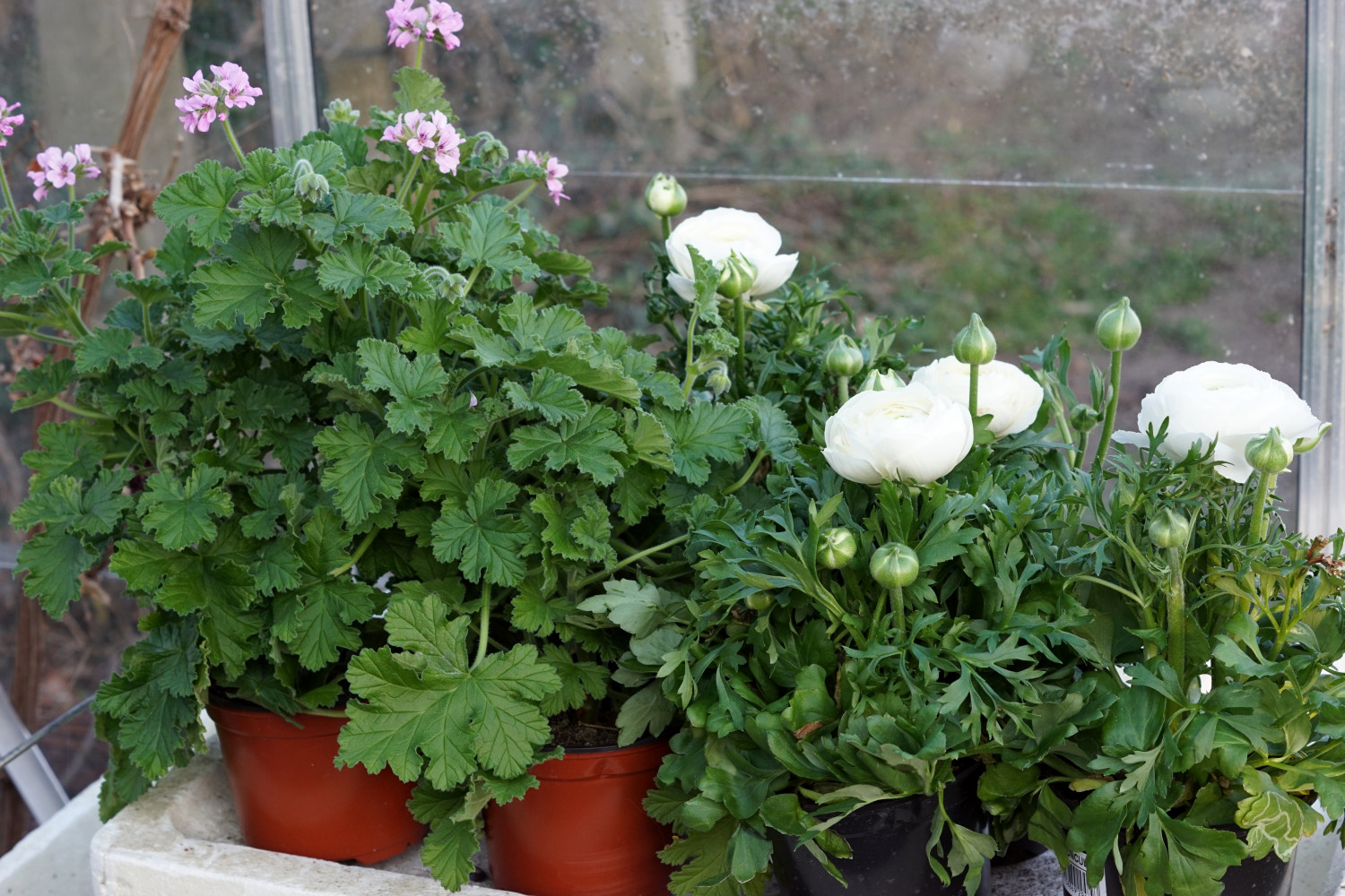 De første trin mod min drømmehave