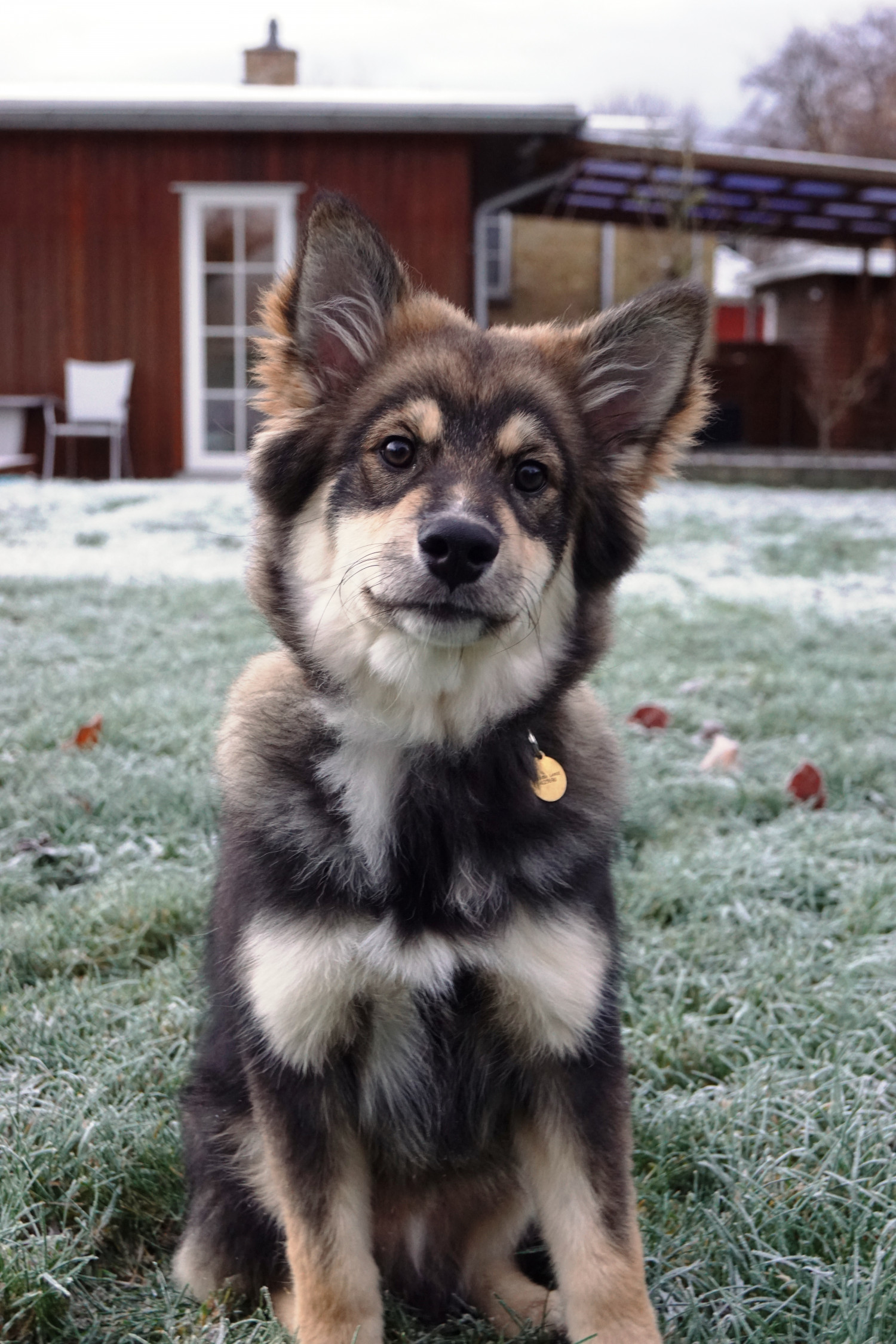 Derfor valgte vi en finsk lapphund