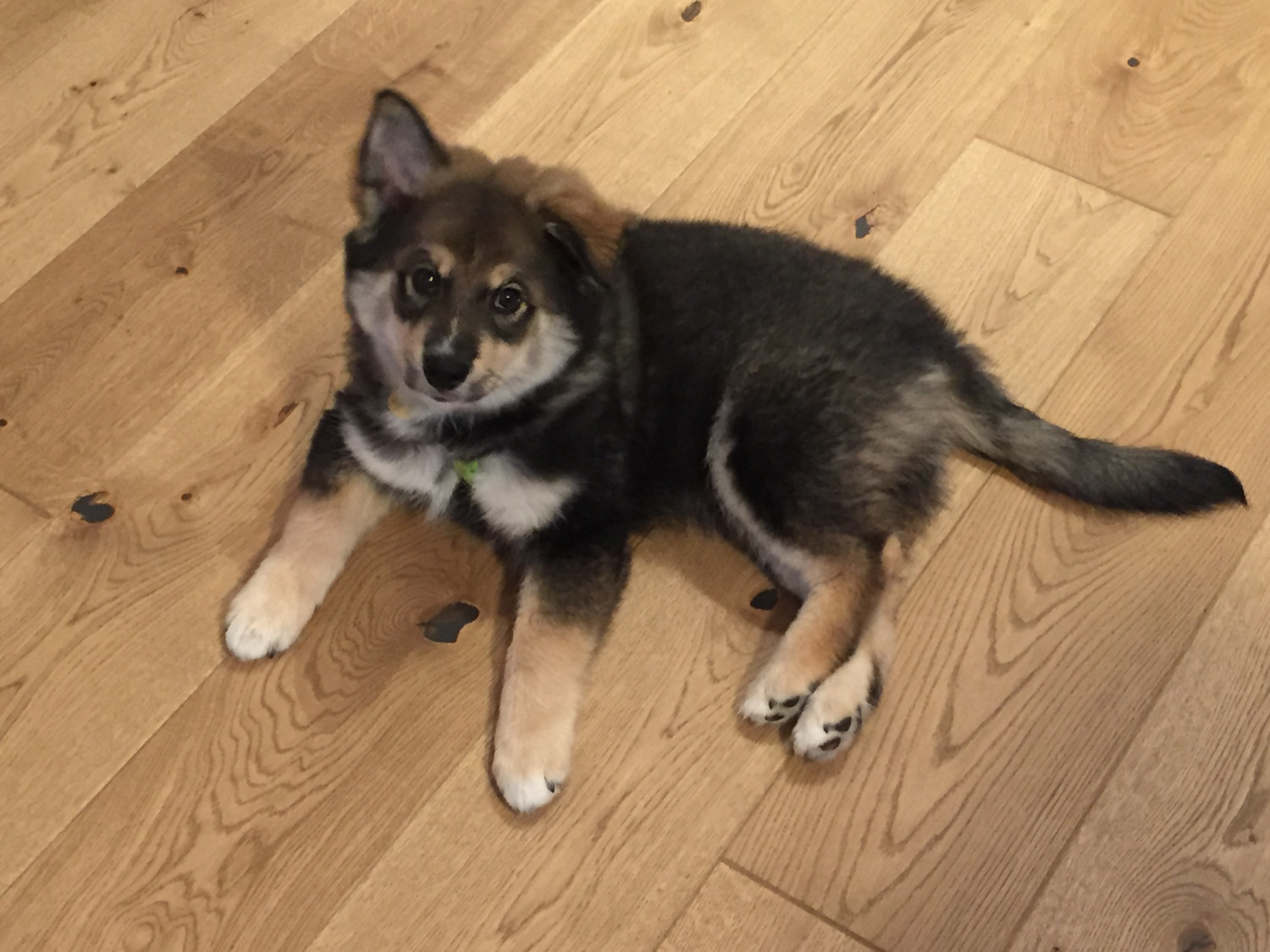 Indkøbsliste: Det har du brug for til hundehvalpen