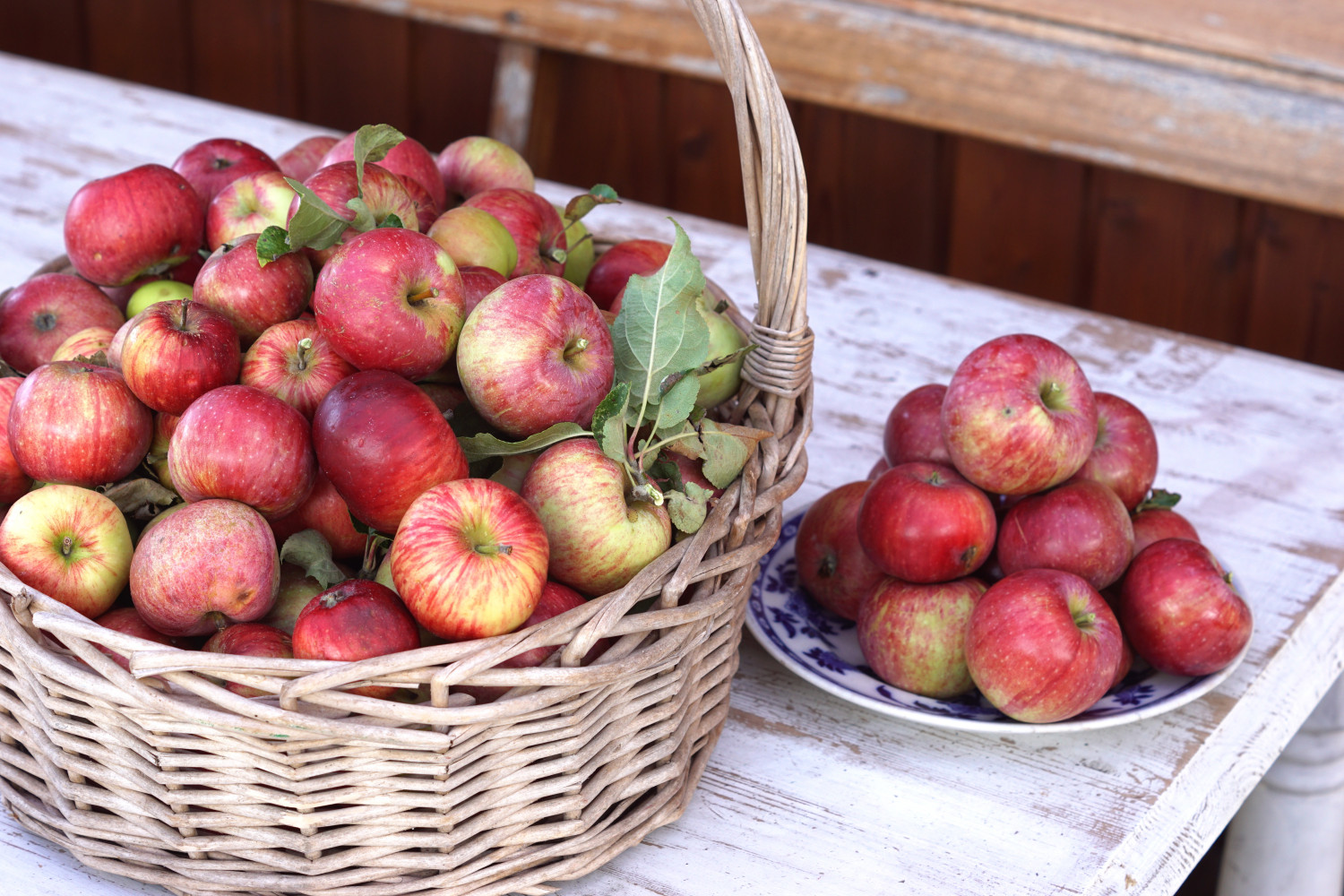 Æblehøst – og lækre opskrifter med æbler