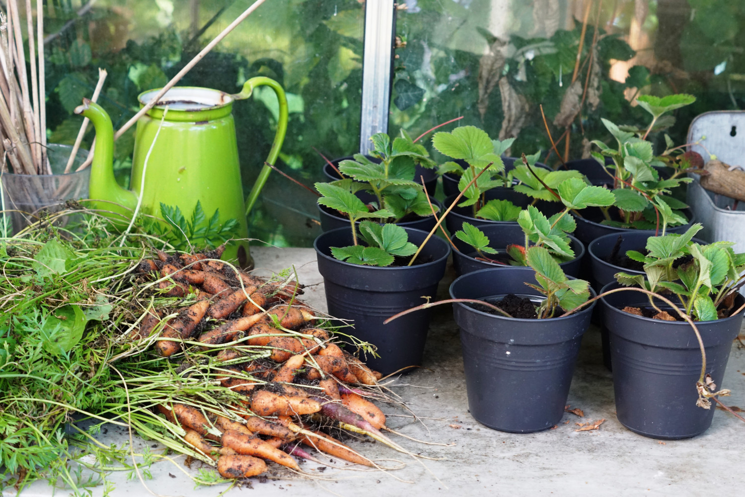 Formering af jordbærplanter