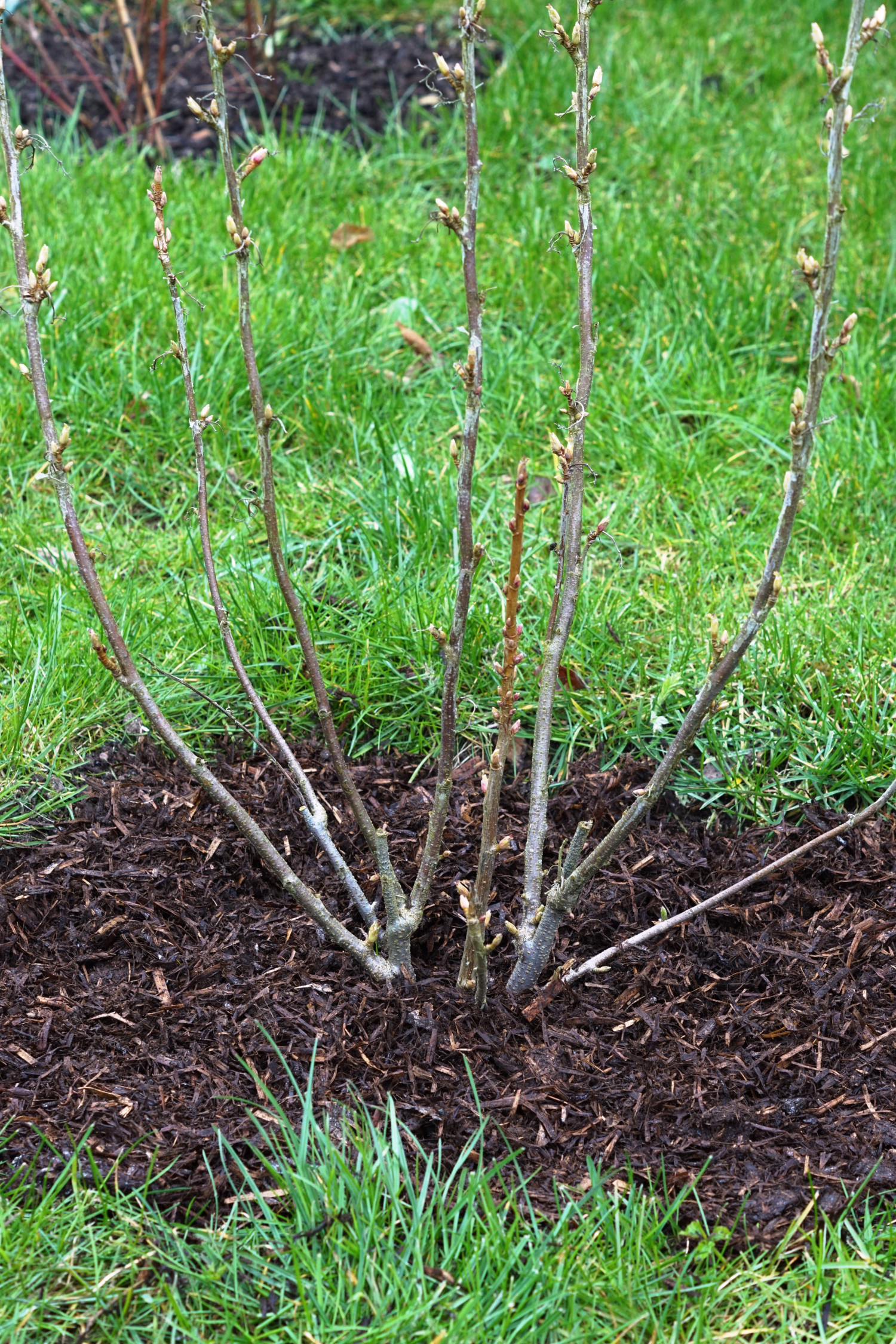 Giv bærbuskene lidt forårsforkælelse