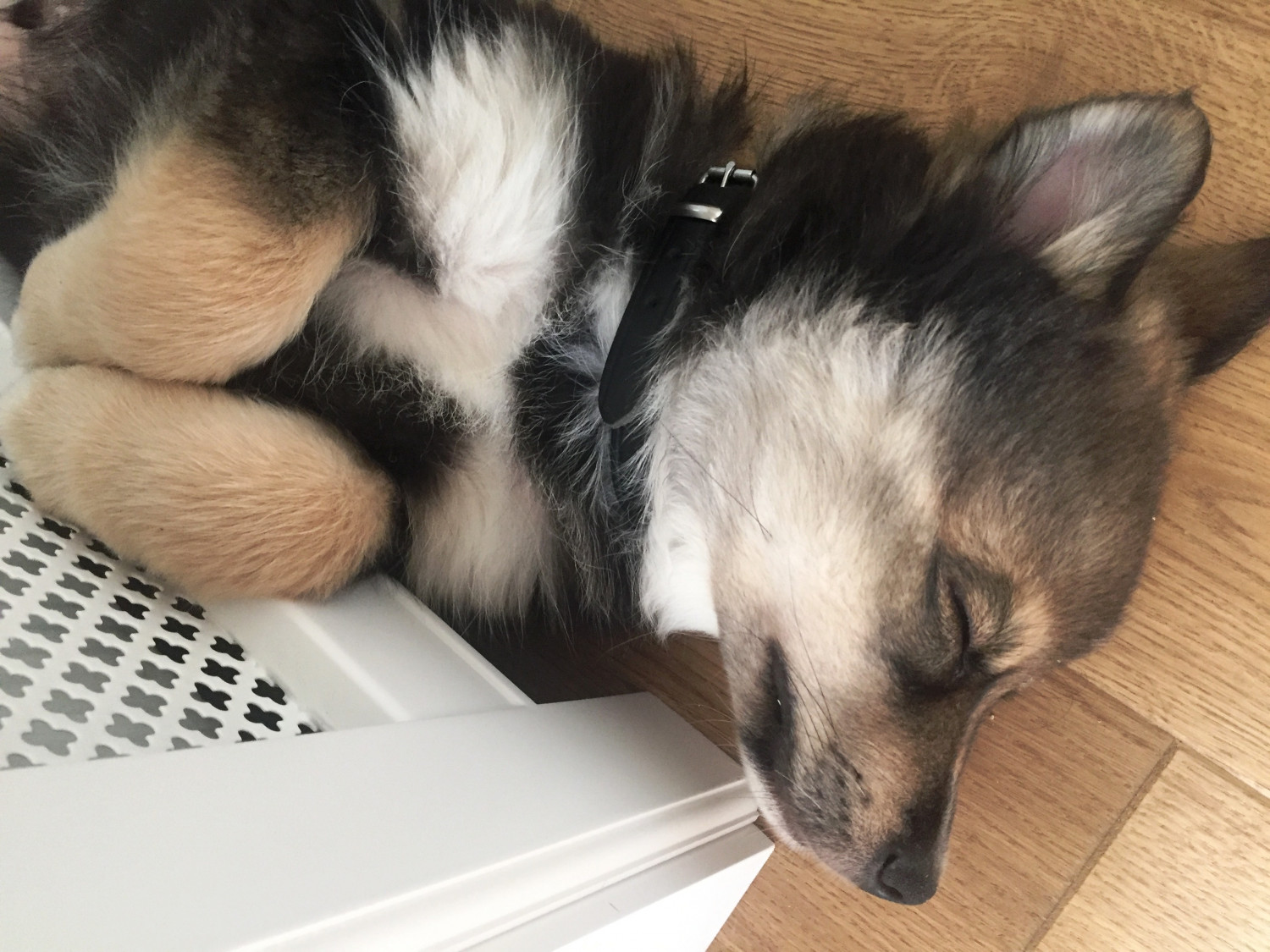 Til dig der skal have hundehvalp