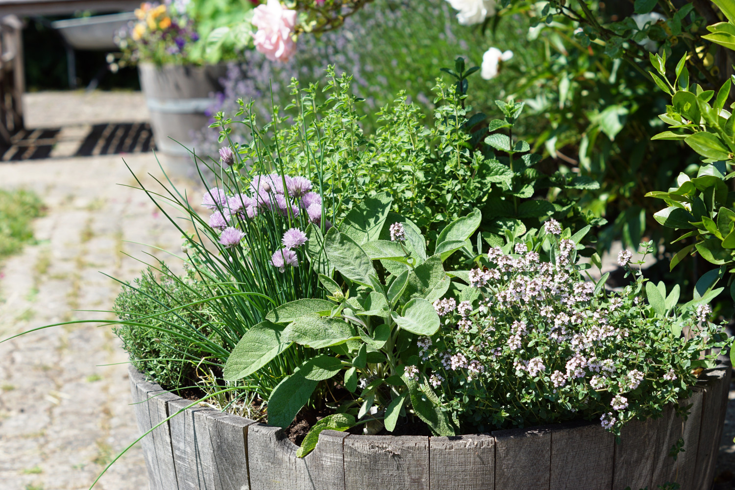 Plant dine krydderurter i en tønde + guide til krydderurter