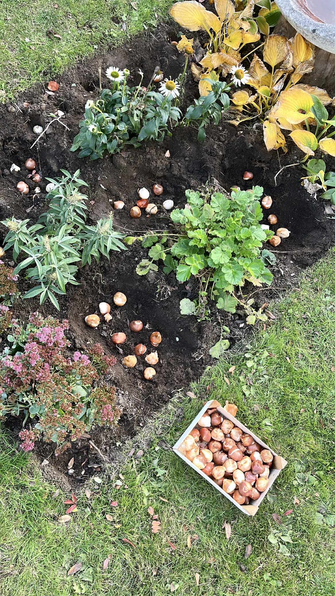 Fyld bedene med tulipaner