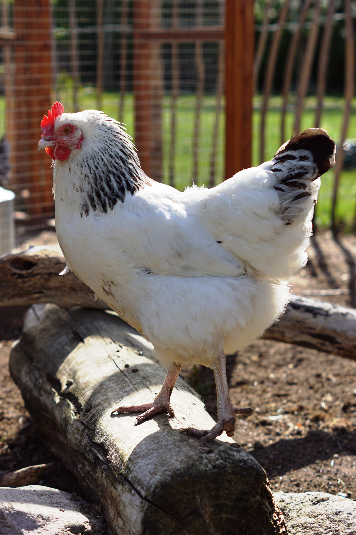 Min hønseflok – hvilke høns jeg har