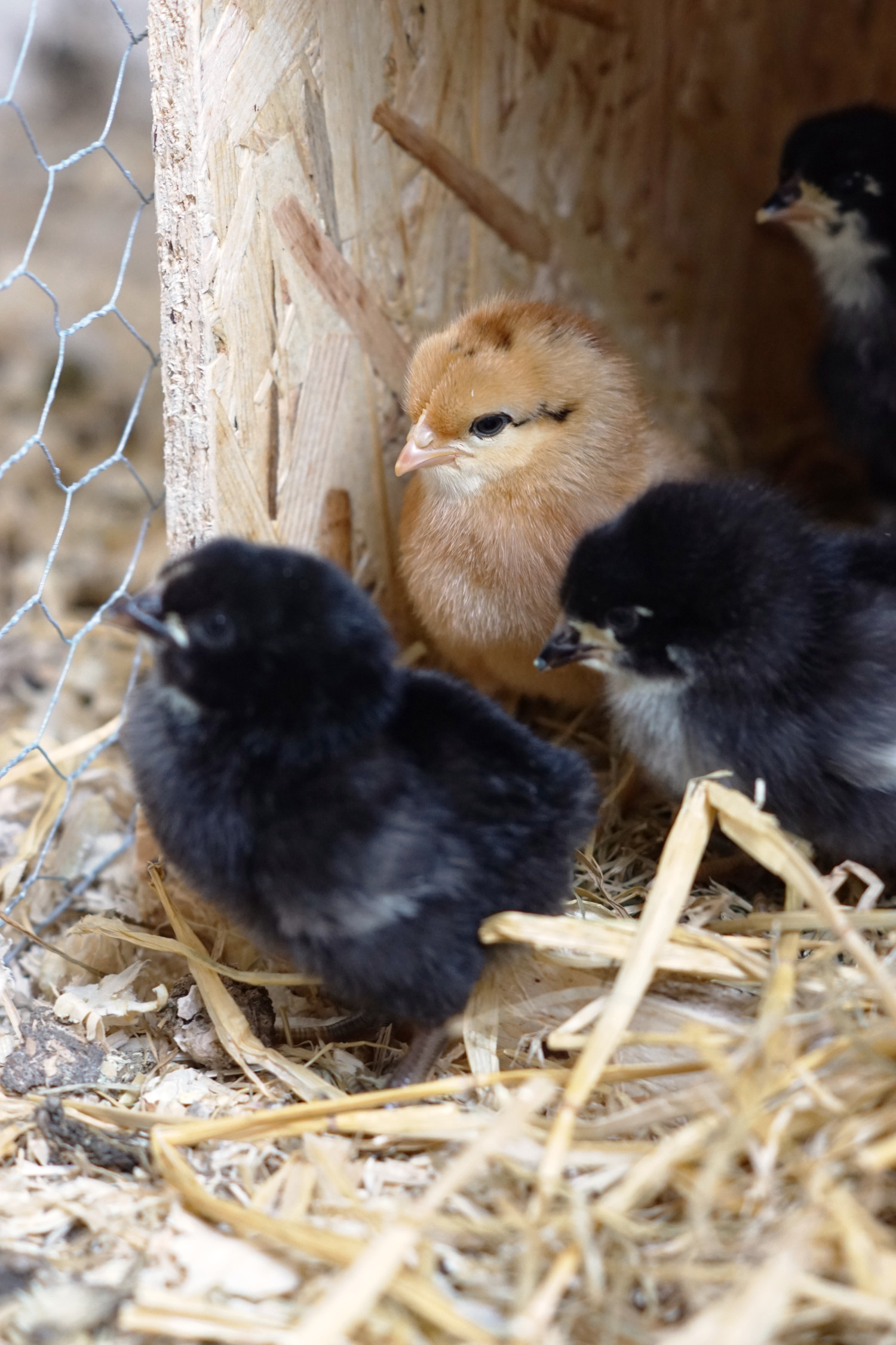 Det første år med høns og hvad jeg har lært