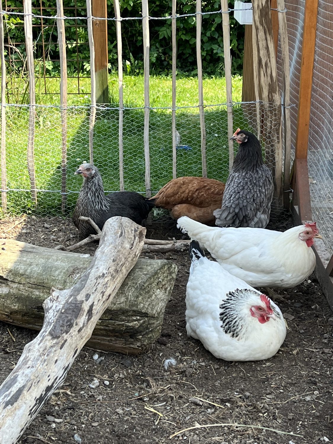 At sætte nye høns ind til sin flok (mine første erfaringer)