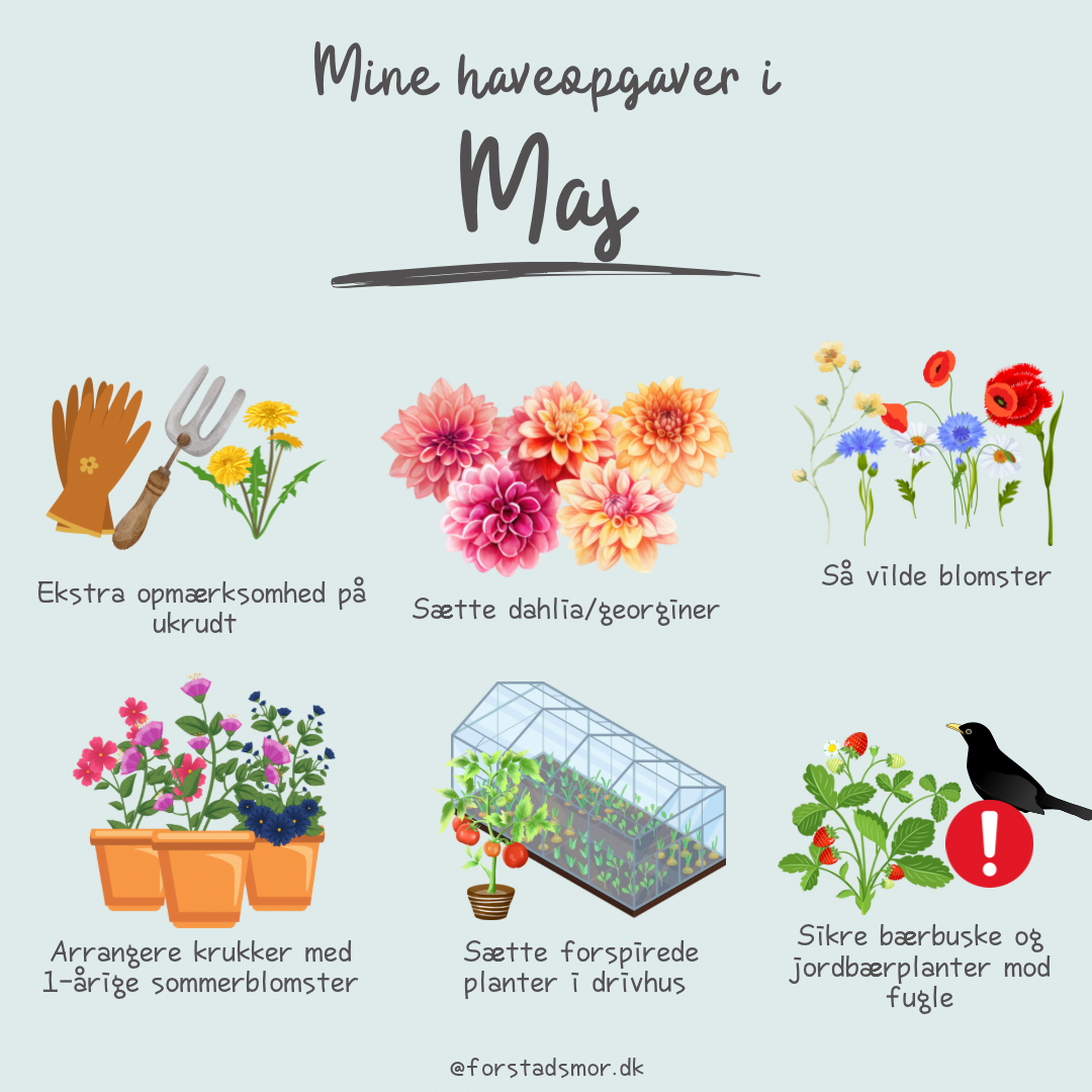 Havekalender: Maj