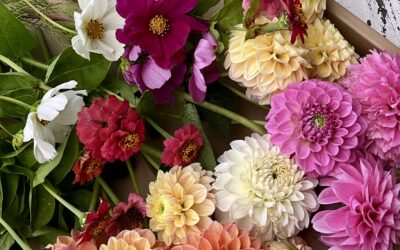 Skærehave for begyndere