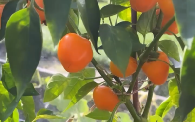 Lad os forspire: Peberfrugt